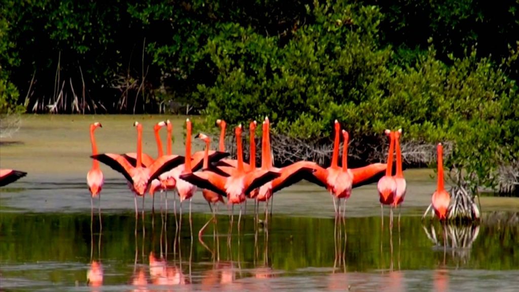 paseodelosflamencos