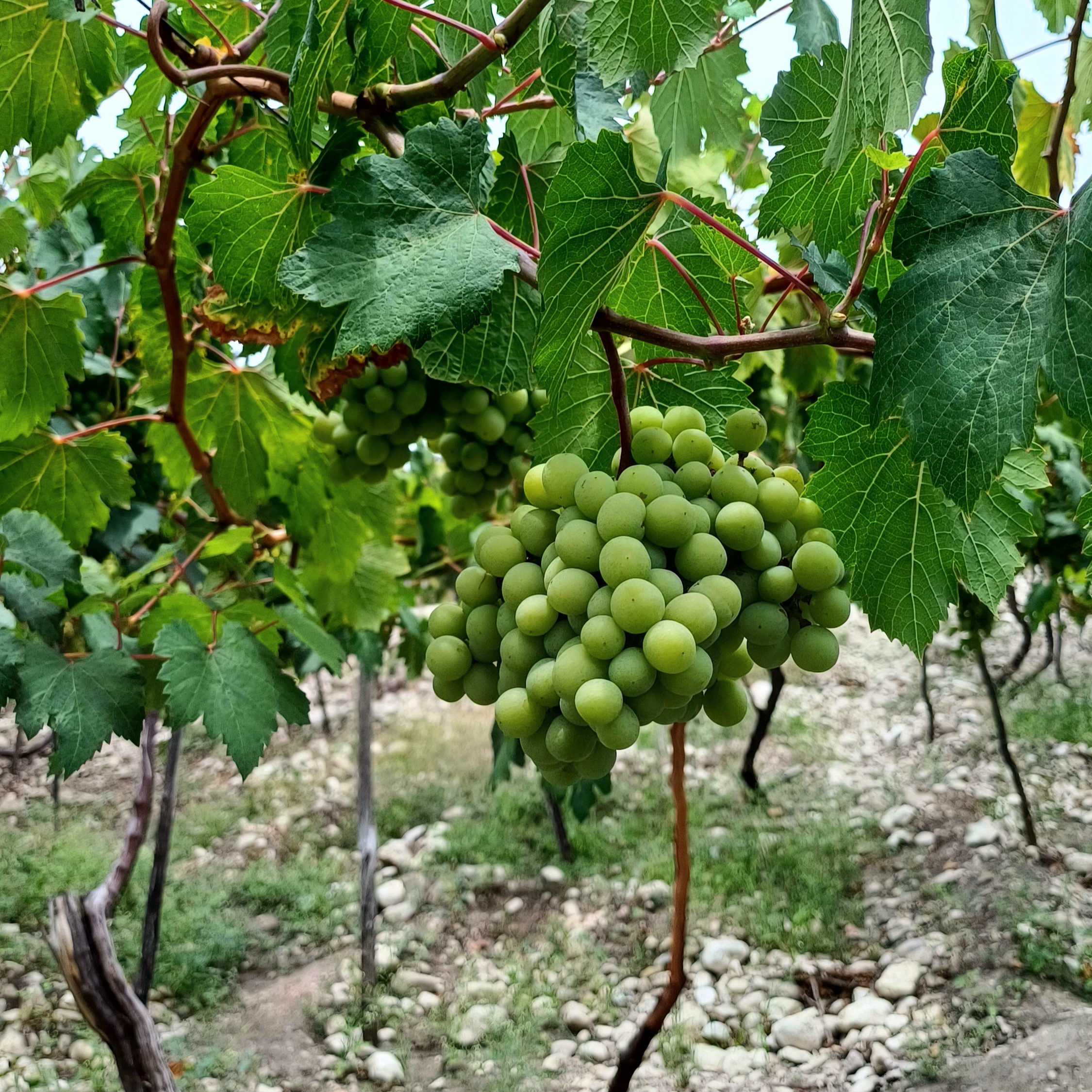 uvas