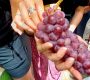 uvas de neiba